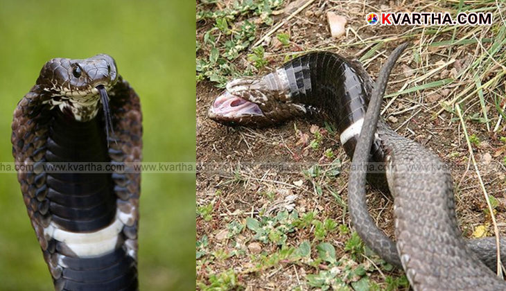 A Rinkhals snake lying on its back, playing dead to evade predators.