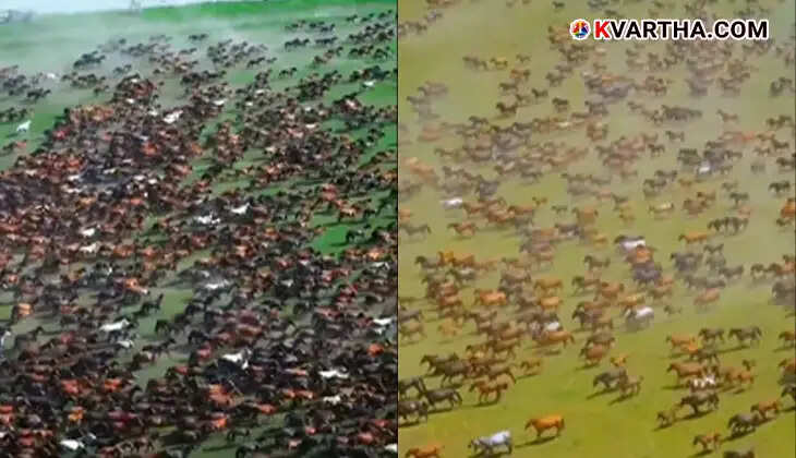 Mongolian horses in the vast steppe