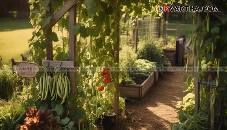 Summer Vegetable Care, Gardening Tips, Farming Tips