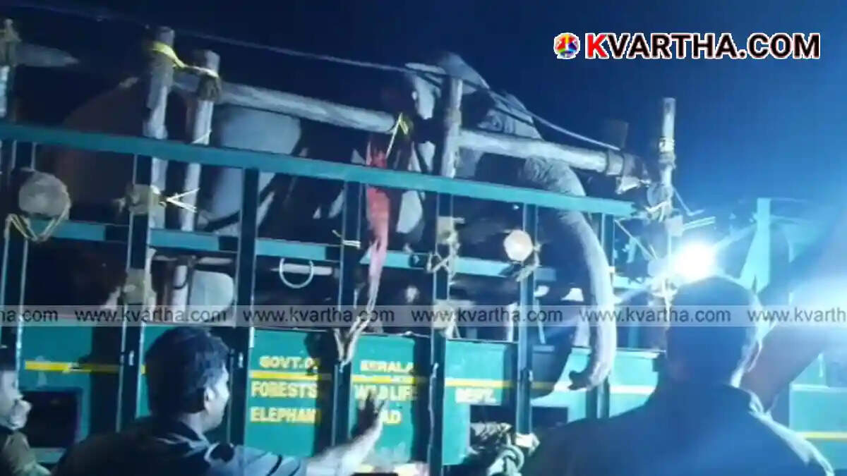  'Operation Kannur Makhna' Complete: Rogue Elephant Captured in Aralam and Relocated to Muthanga