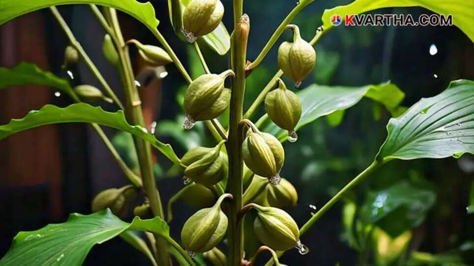 Cardamom Theft on the Rise in Idukki