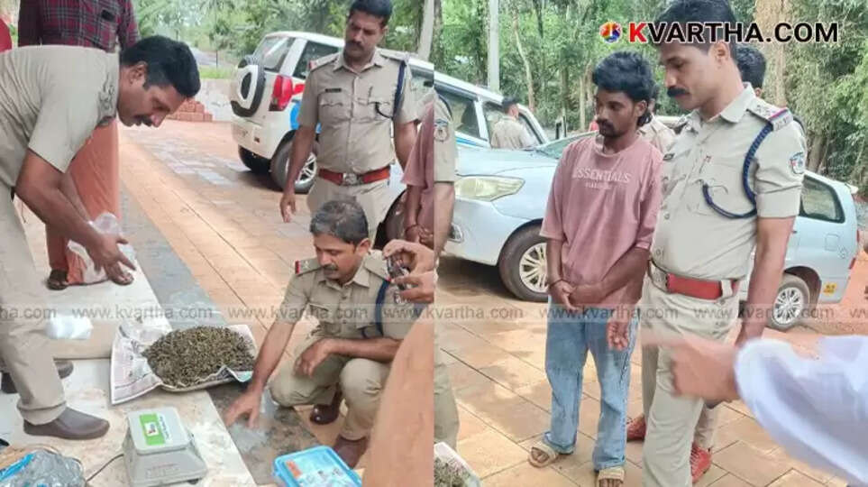 Cannabis seized by Thaliparamba police.