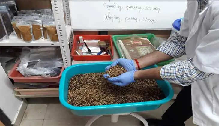 CMFRI Develops Eco-friendly Fish Feed Using Soldier Fly Larvae