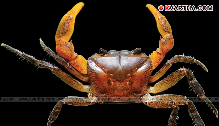 A newly discovered freshwater crab species from the Western Ghats of Kerala.