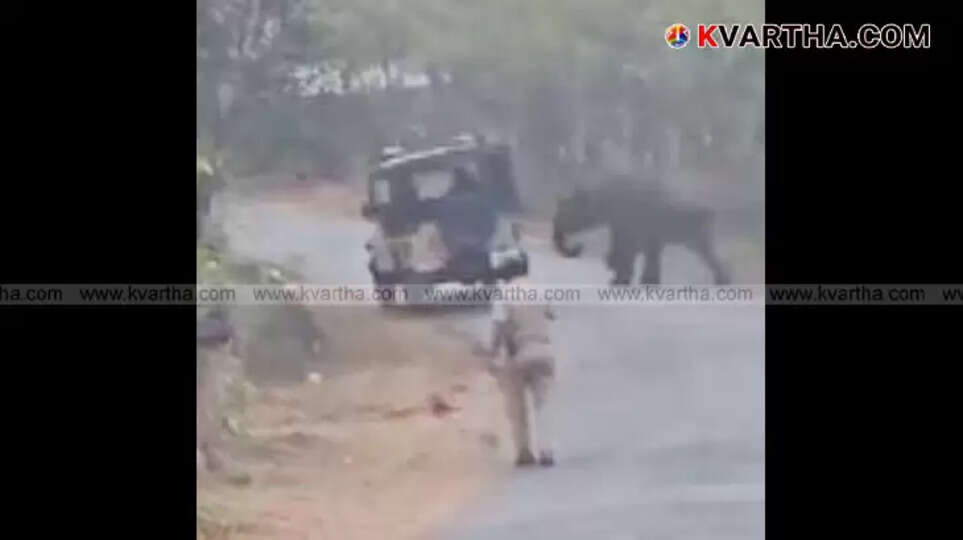 Elephant in Karikkottakary residential area, curfew measures being implemented