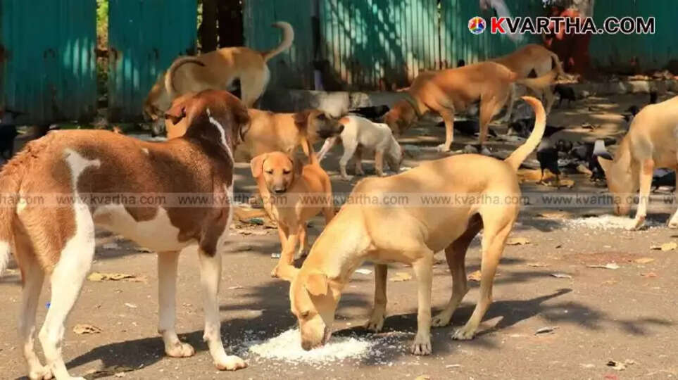 A stray dog on a street in Kannur city.