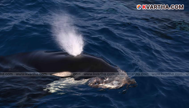 Dolphin swimming near Indian Dolphin swimming near Indian fishing boatfishing boat