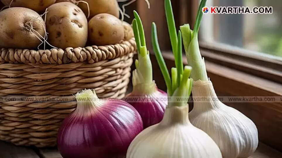  Sprouted potatoes, onions, and garlic on a kitchen counter, highlighting food safety.