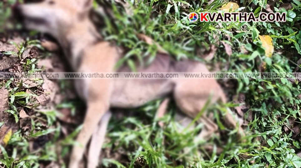 Warning graphic representation concerning stray dog safety in residential areas.