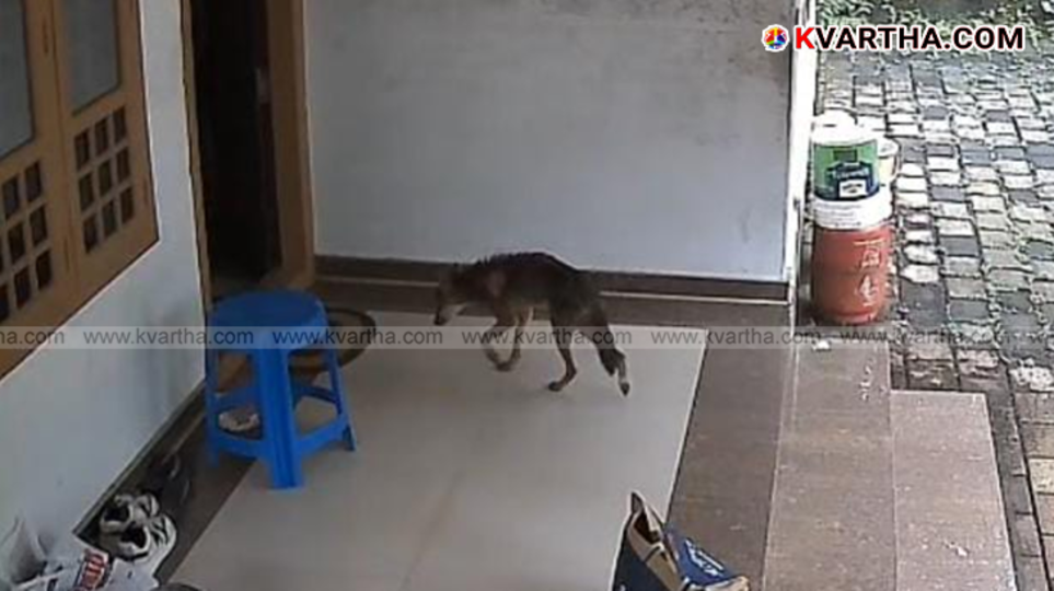 Jackal seen inside a residential house