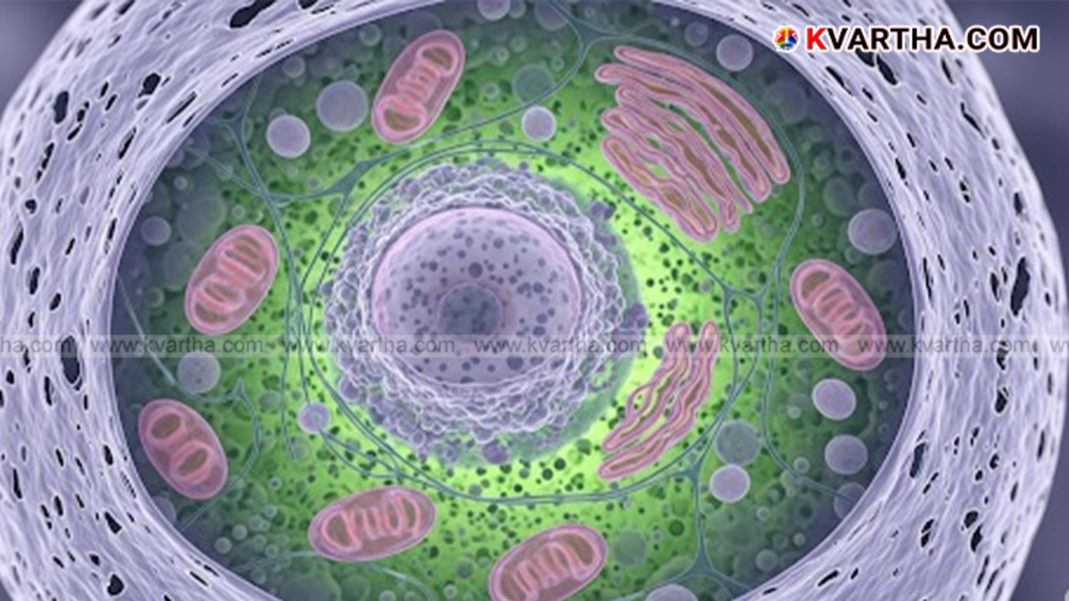 A symbolic image showing a medical professional or hospital setting related to a disease outbreak.