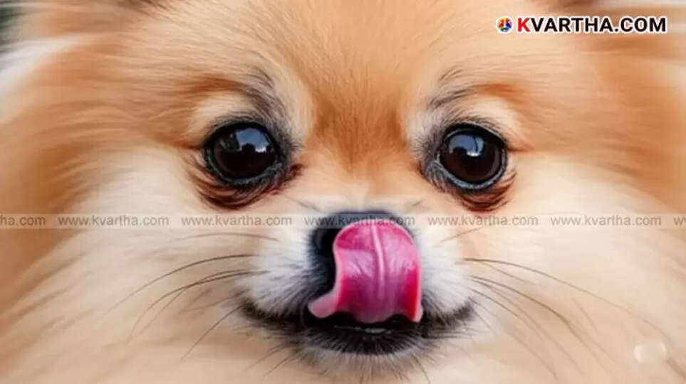 dog lick bacterial infection death