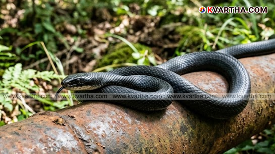 A symbolic scene depicting the snakebite incident in Kilimanjaro and the treatment at the hospital.