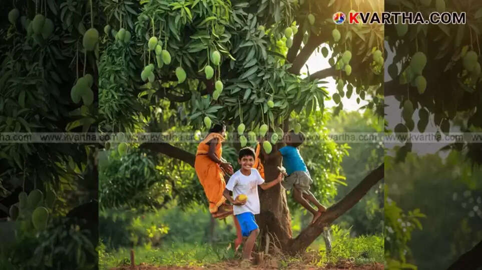 A large, old mango tree with children playing underneath, evoking nostalgic memories.