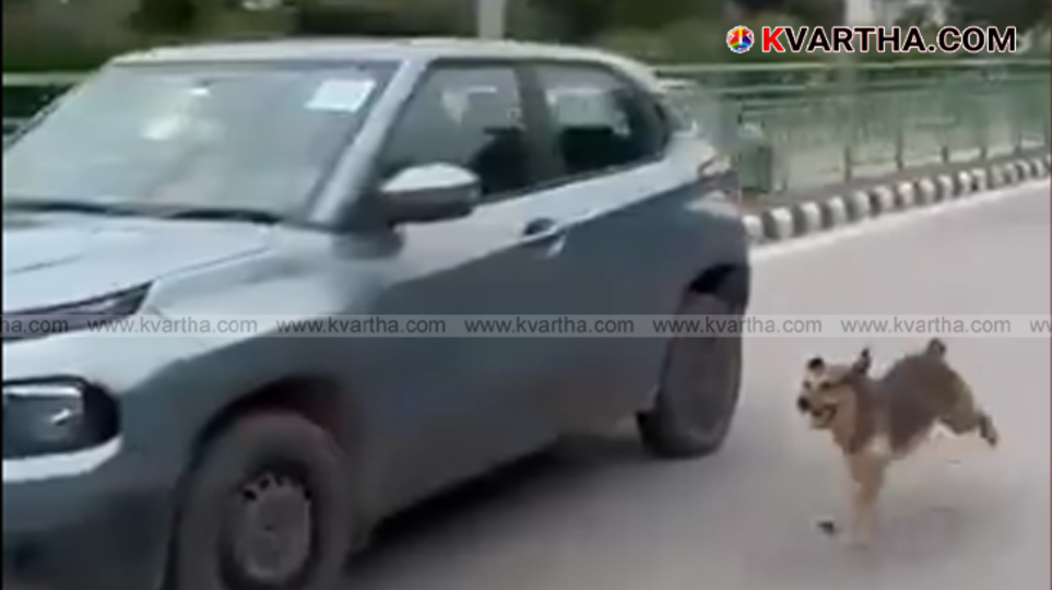 Dog running behind a car on a busy road.