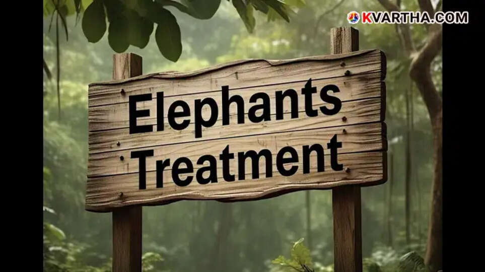 Elephants Gokul and Peethambaran in Guruvayur; Treatment for injuries