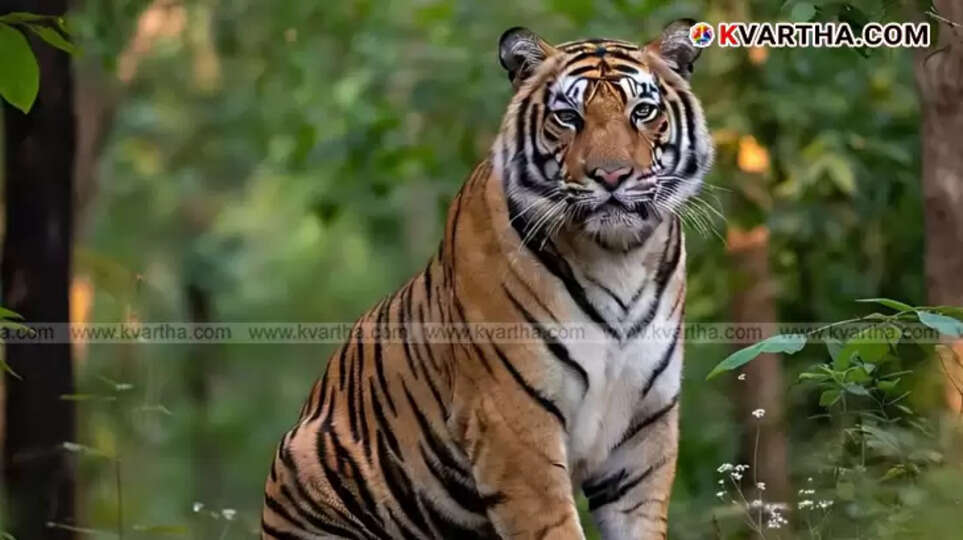 Forest Department Reshuffle Amidst Tiger Fear in Nilambur; Officials Disappointed