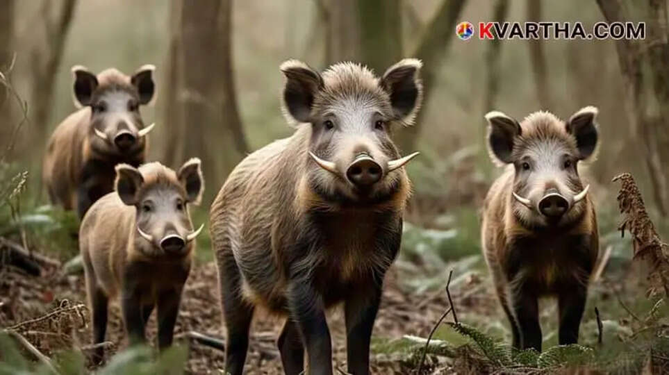 Image Representing CPI Leader Demands Shot Wild Boars Be Given to People for Consumption