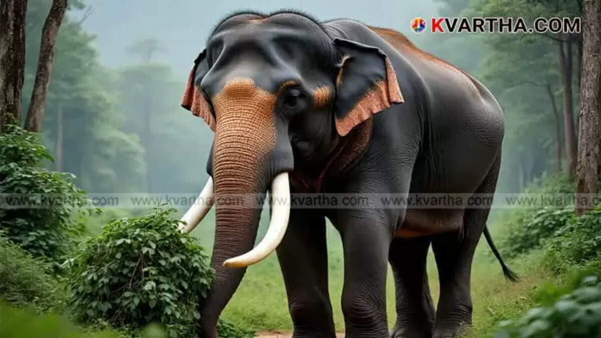 Wild Elephant Attack Claims Another Life in Palakkad