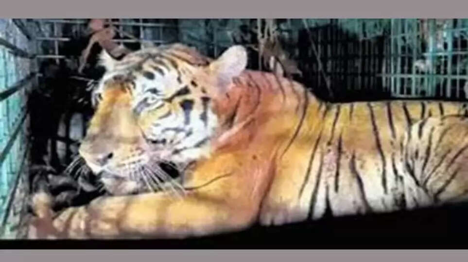 Tiger caught in Kenichira brought to Thiruvananthapuram Zoo After quarantine will get company of Bengal tiger,&nbsp;Tiger, Caught, Kenichira, Brought, Thiruvananthapuram