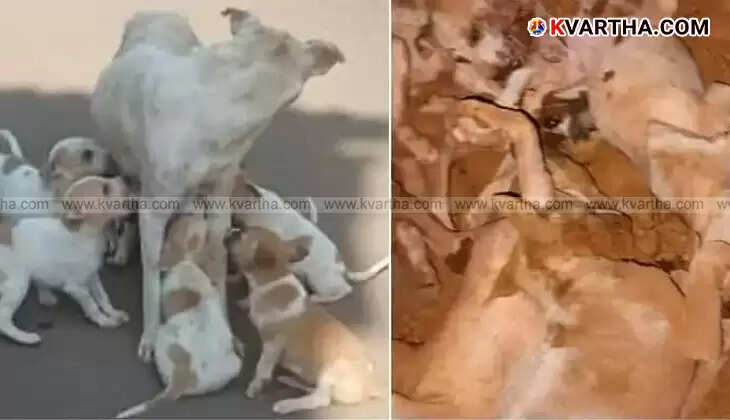 Image of stray dog and puppies killed in Kannur, Kerala.