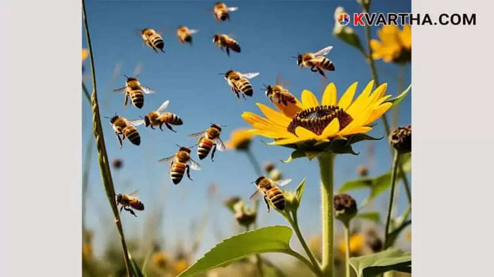 Image Representing The Vanishing Bees: A Looming Crisis