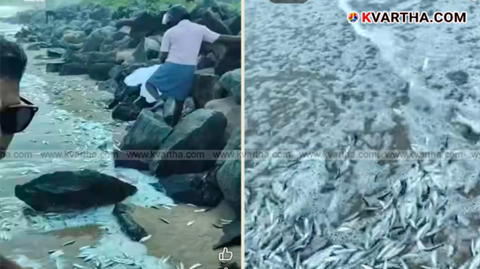 Crowd collecting sardines on Payyambalam beach