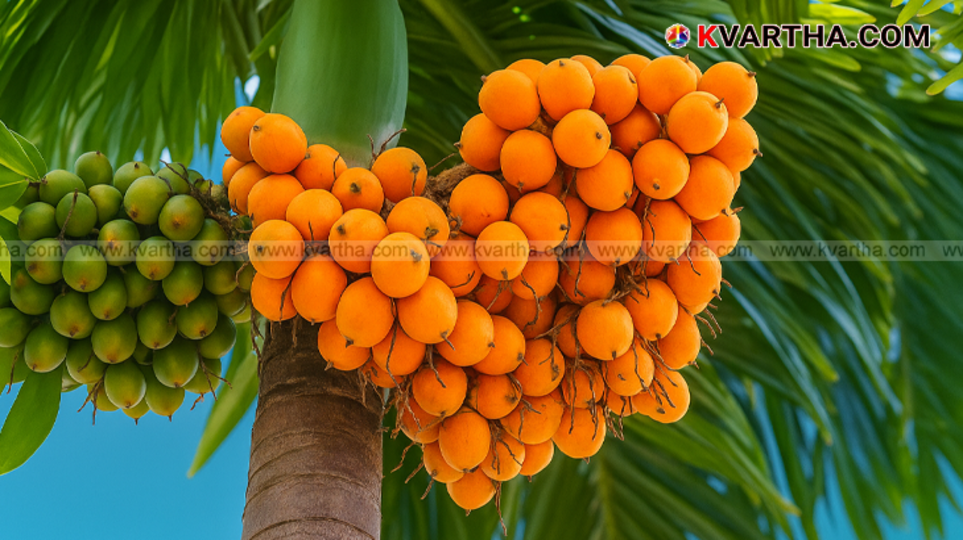  Areca nuts displayed for sale in a market.