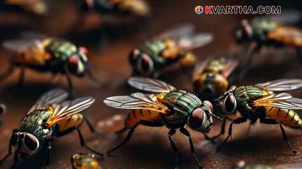 Flies Help Solve Murder Mystery