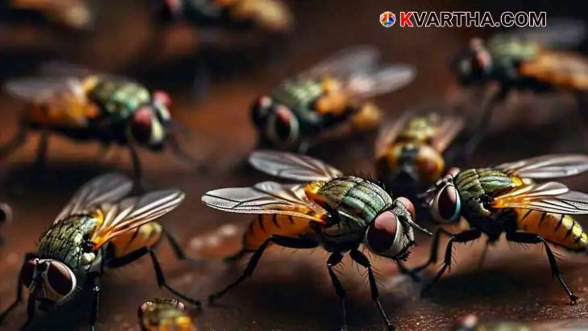 Flies Help Solve Murder Mystery