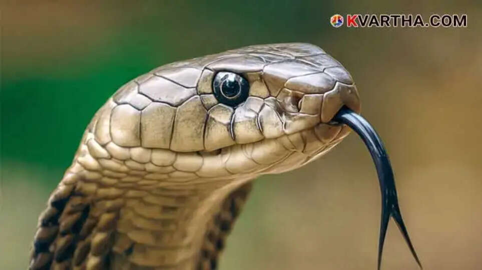 Image Representing 70-year-old woman dies after snakebite in Pattuvam, Thaliparamba