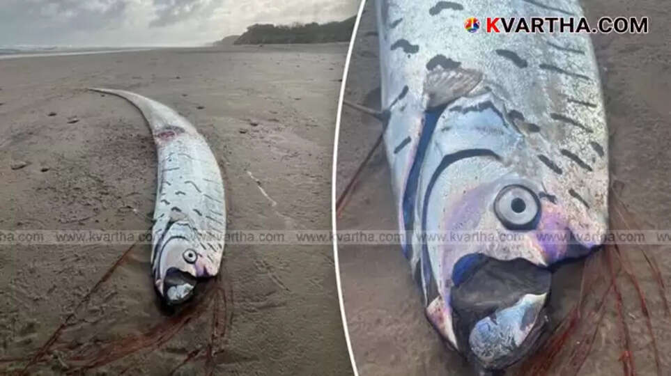 A long, silvery oarfish lying on a beach in Tamil Nadu.