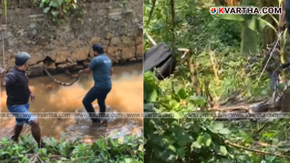 Faisal Vilakkode and team capturing a large King Cobra in Peratta.