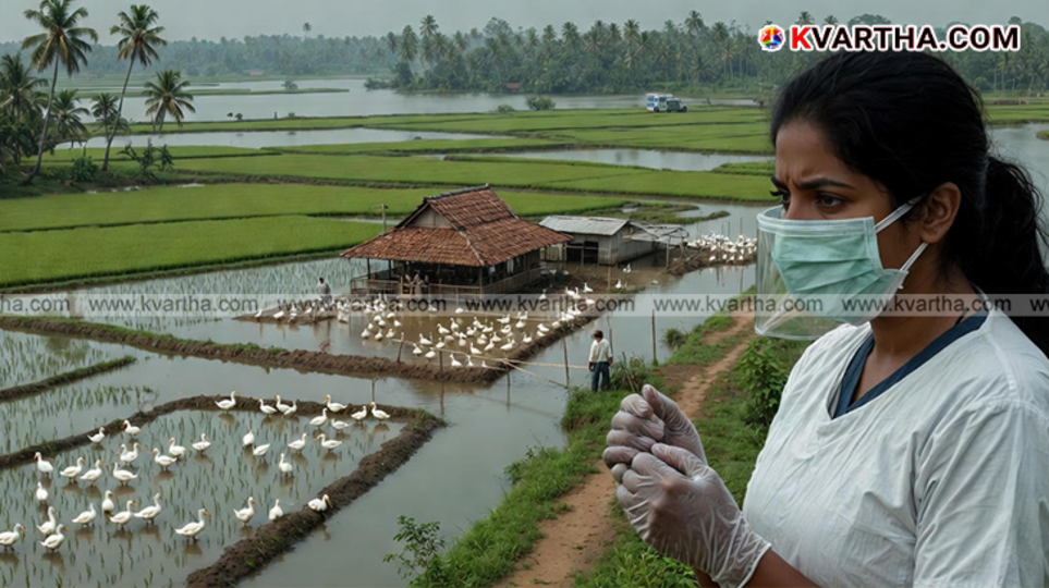 Dead ducks in Kuttanad Alappuzha bird flu outbreak