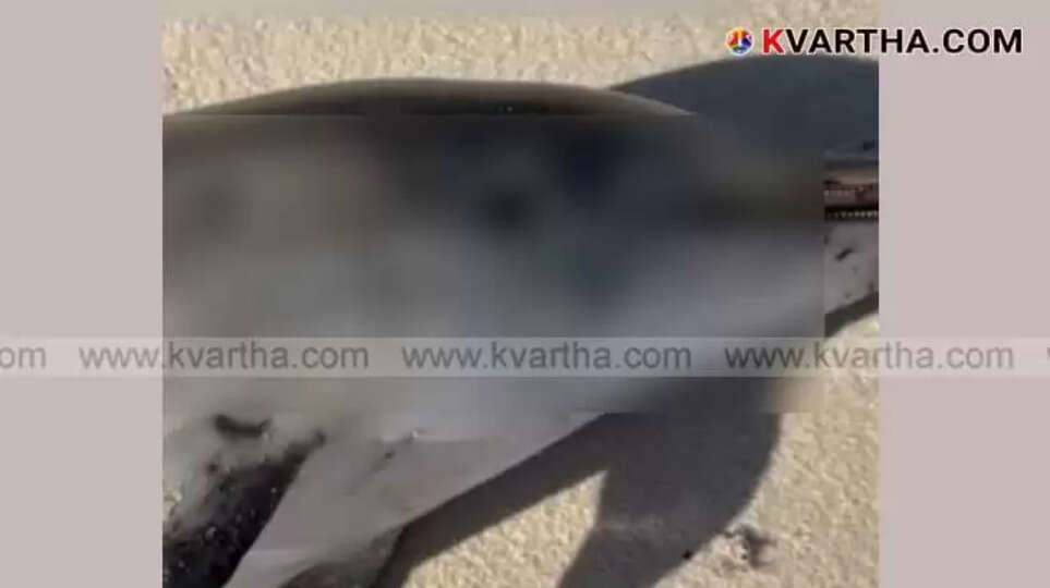 Pregnant Dolphin and Calf Found Dead on Muziris Beach