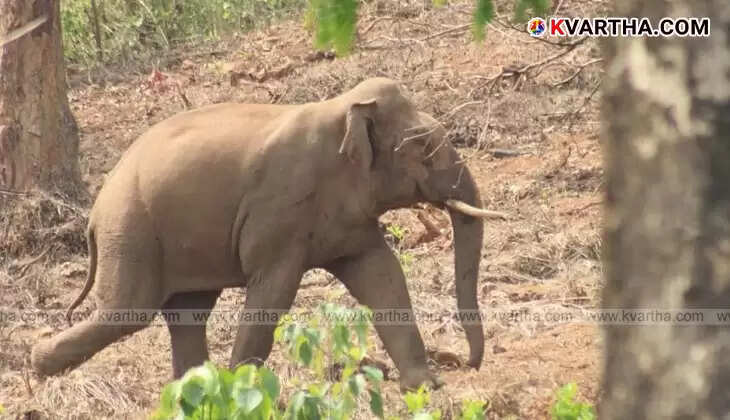 Wild elephants damaged a shed at Aralam Farm in Kerala.