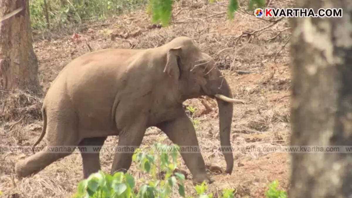 Wild elephants damaged a shed at Aralam Farm in Kerala.