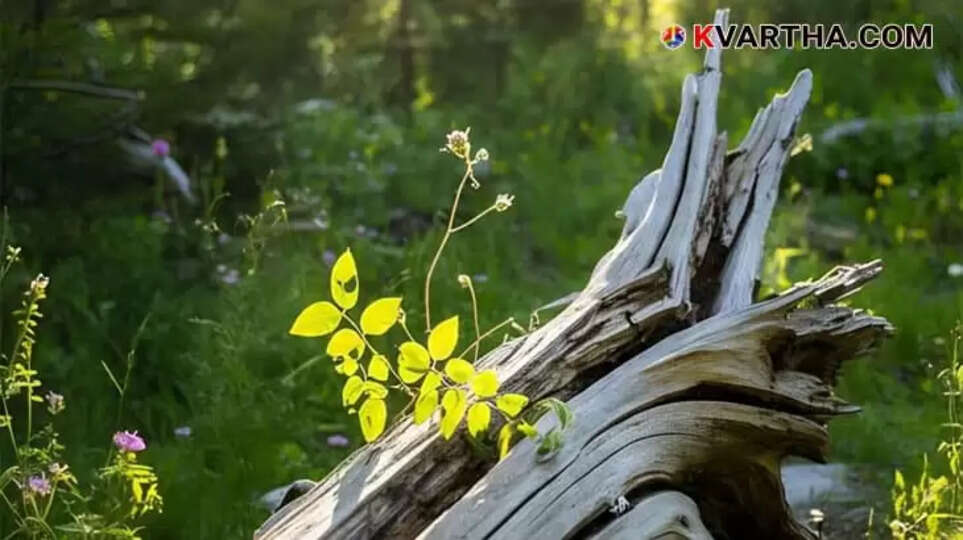 Image Representing Tragic End for 13-Year-Old Boy in Kanyakumari