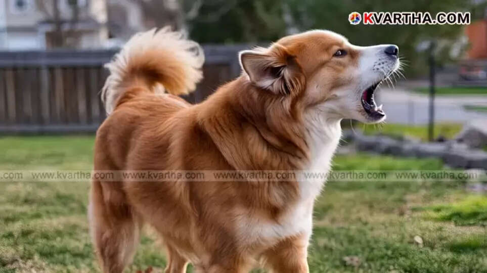 The Depths of the Proverb 'A Barking Dog Seldom Bites': Origin and Meaning