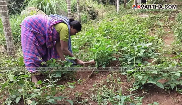 Tribal farmers harvesting ragi in Attappadi