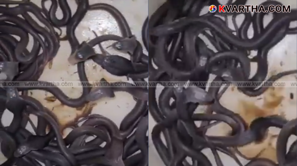 Sixty cobra hatchlings found intertwined in a pit in a cattle shed in Mandsaur, Madhya Pradesh.