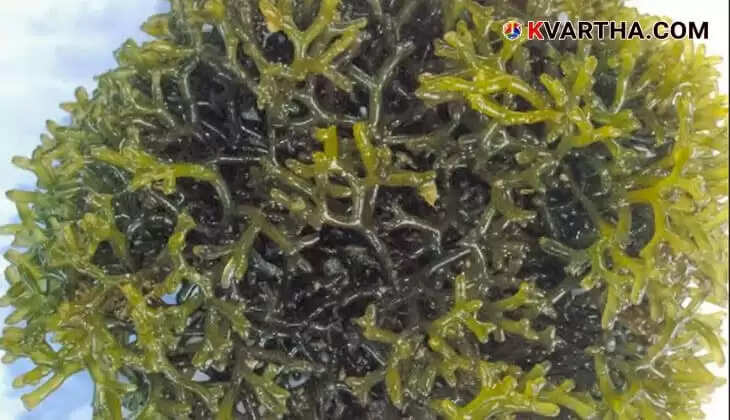 India International Seaweed Expo and Summit to be Held in Kochi on January 29 and 30 at CMFRI