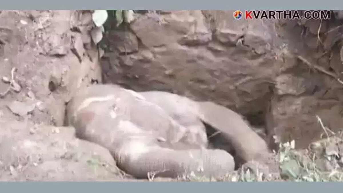Little elephant falls into septic tank in Thrissur forest department Trying to Rescue