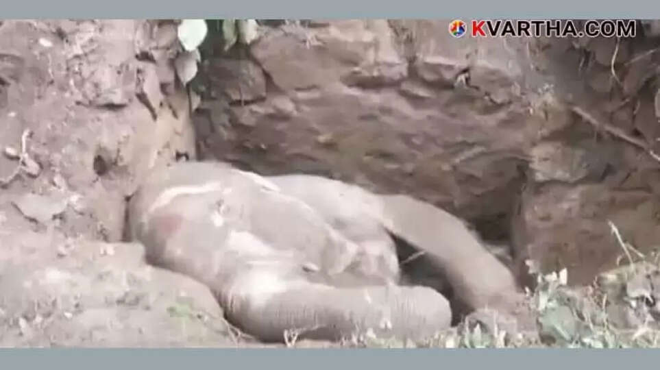 Little elephant falls into septic tank in Thrissur forest department Trying to Rescue