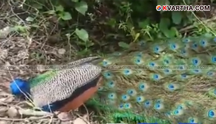 Dead peacocks found in a field in Karnataka, wildlife officials investigating.
