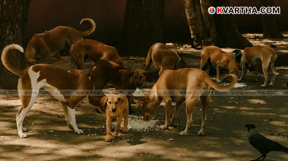 A street dog in Delhi