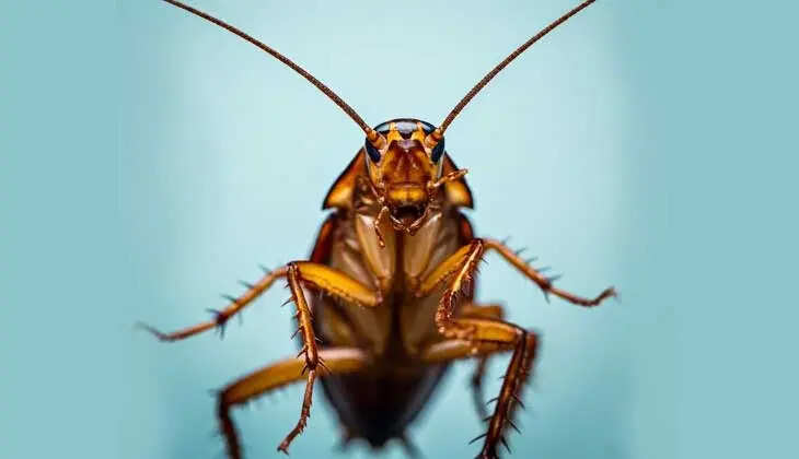 Removal of live cockroach from young man's intestine