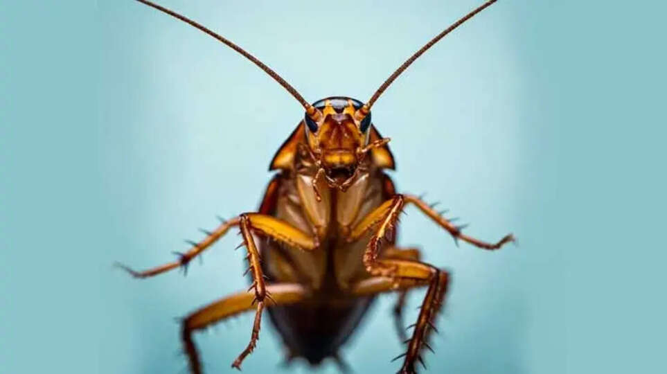 Removal of live cockroach from young man's intestine