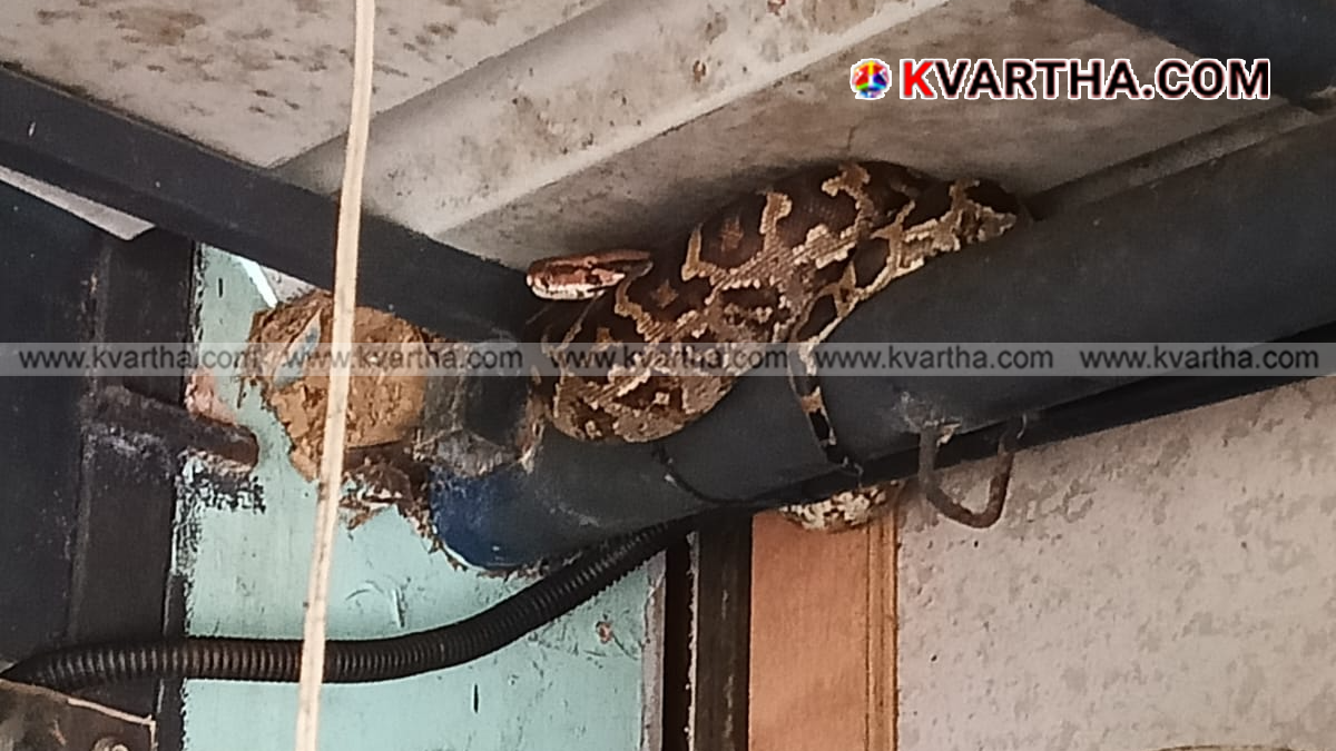 A python spotted near the roof of a grocery store.