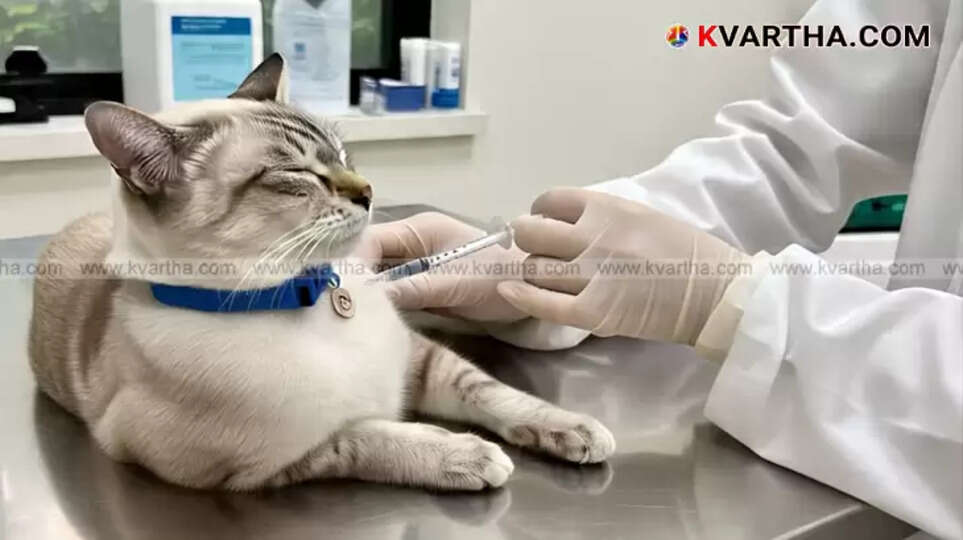 A veterinarian administering a vaccine to a cat.